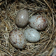 Illustration for article titled Nest stealing cuckoo birds are locked in evolutionary war with their would-be victims